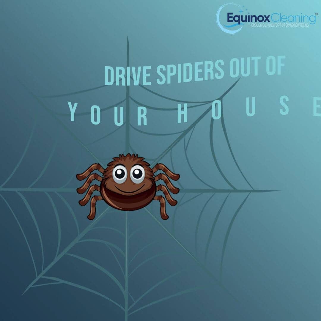 You are currently viewing How to Drive Spiders out of Your House