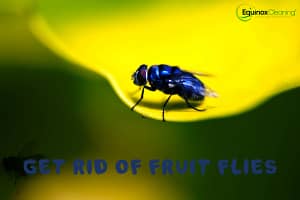 Read more about the article The Best Ways to Ward off Flies